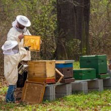 beekeeper-4426003_1280-1024x682