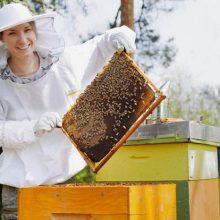 beekeeping-approaches