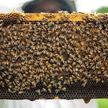 why-beekeeping-is-important