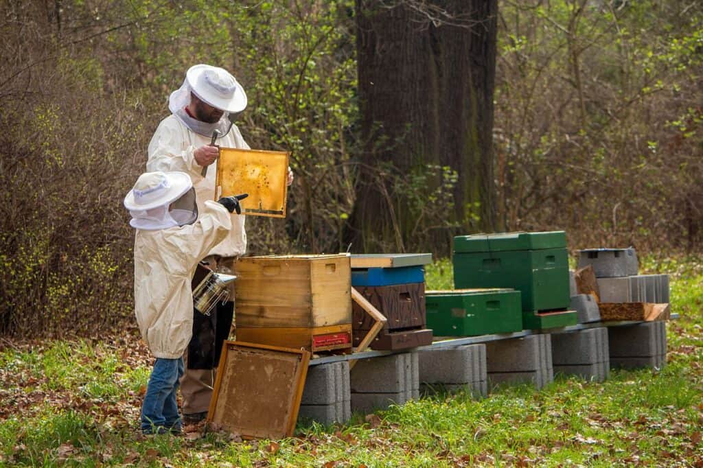 beekeeper-4426003_1280-1024x682